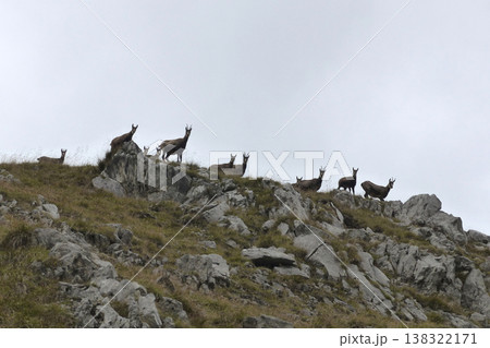 Herd of Chamois in the Karwendel Mountains in Austria Herd of Chamois in the Karwendel Mountains in Austria 138322171
