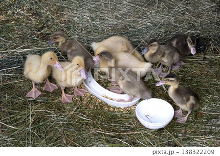 Goslings in the barn Goslings in the barn 138322209