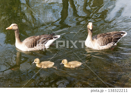 A family of greylag geese swimming on the lake A family of greylag geese swimming on the lake 138322211