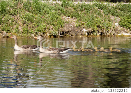 A family of greylag geese swimming on the lake A family of greylag geese swimming on the lake 138322212