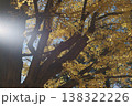 紅葉した銀杏 138322226