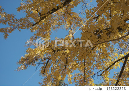 紅葉した銀杏 紅葉した銀杏 138322228
