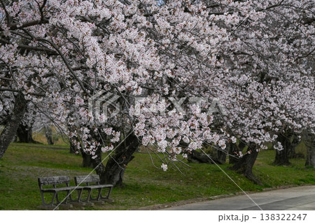 桜 伊勢市 宮川堤 桜 伊勢市 宮川堤 138322247