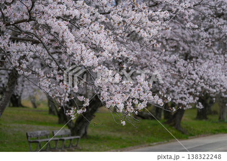 桜 伊勢市 宮川堤 桜 伊勢市 宮川堤 138322248
