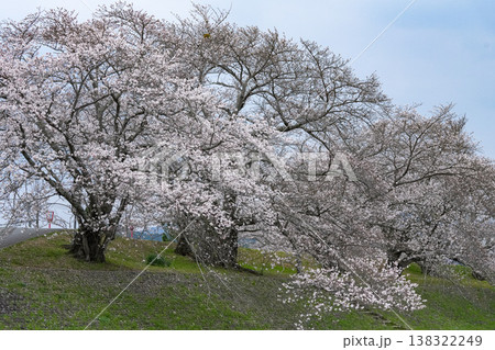 桜 伊勢市 宮川堤 桜 伊勢市 宮川堤 138322249