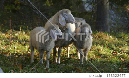 Sheep with lambs on a meadow Sheep with lambs on a meadow 138322475