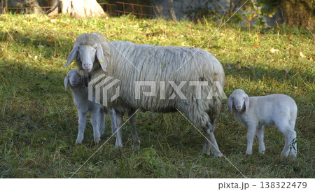 Sheep with lambs on a meadow 138322479