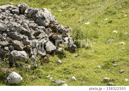 Alpine marmot (Marmota marmota) in high mountains, Karwendel Mountains in Austria 138322503