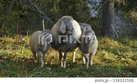 Sheep with lambs on a meadow Sheep with lambs on a meadow 138322508