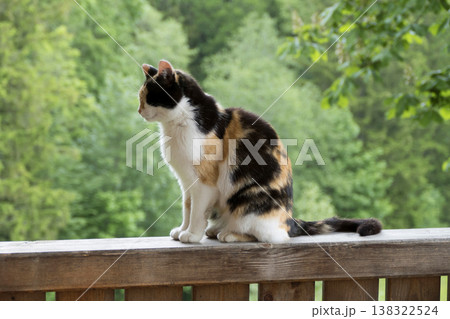 Portrait of a domestic cat relaxing in the sun Portrait of a domestic cat relaxing in the sun 138322524
