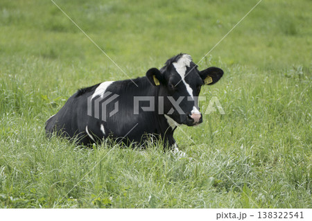 Free-roaming herd of cows in a mountain landscape Free-roaming herd of cows in a mountain landscape 138322541