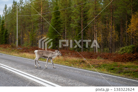 Wild reindeer crossing road in northern forest landscape Finland wildlife travel scene 138322624