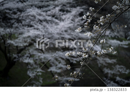 春の九段下 田安門付近の風景 3月 春の九段下 田安門付近の風景 3月 138322833