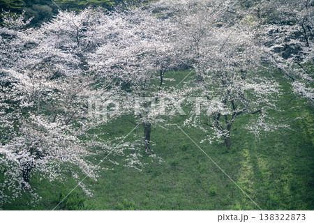 春の九段下　田安門付近の風景　3月 138322873
