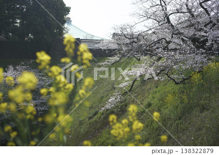春の九段下 田安門付近の風景 3月 春の九段下 田安門付近の風景 3月 138322879