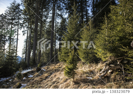 Trees in a forest in Germany, Europe, springtime 138323079