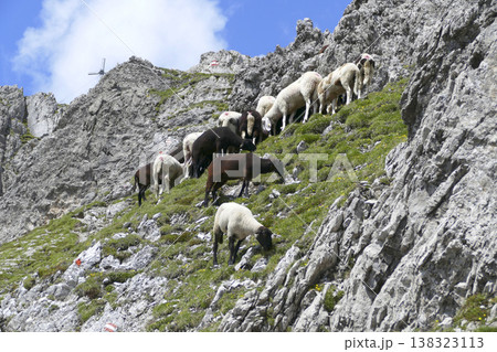 Herd of sheep in the mountains 138323113
