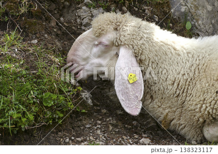 Sheep on a meadow Sheep on a meadow 138323117