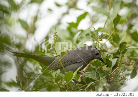 A Gray Catbird bird perched on a tree branch in summer Florida shrubs 138323303