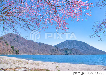 栃木県日光市 千手ヶ浜から観る満開の桜と中禅寺湖と男体山 栃木県日光市 千手ヶ浜から観る満開の桜と中禅寺湖と男体山 138323369
