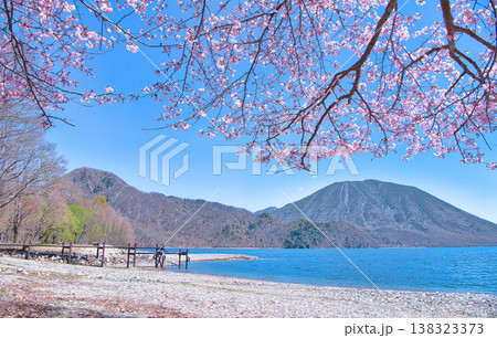 栃木県日光市 千手ヶ浜から観る満開の桜と中禅寺湖と男体山 栃木県日光市 千手ヶ浜から観る満開の桜と中禅寺湖と男体山 138323373