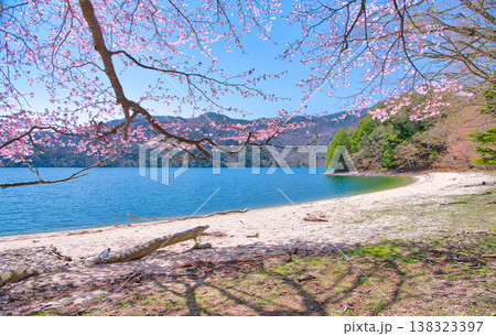 栃木県日光市 春を迎える奥日光の満開の桜と中禅寺湖 栃木県日光市 春を迎える奥日光の満開の桜と中禅寺湖 138323397