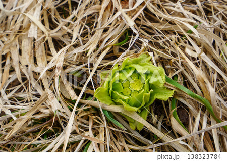 春の便り・とふきのとう（2026年） 138323784