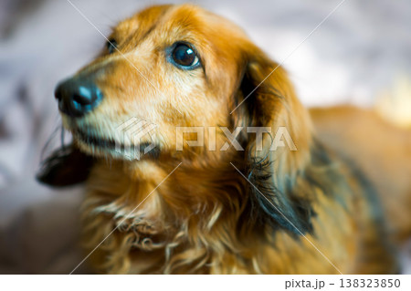 室内でくつろぐ愛犬のポートレート 室内でくつろぐ愛犬のポートレート 138323850