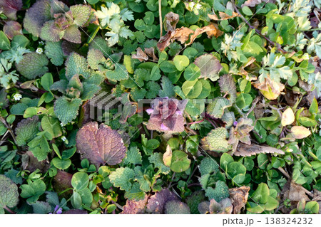 北国の春の日ざしに生き返る野の草たち 138324232