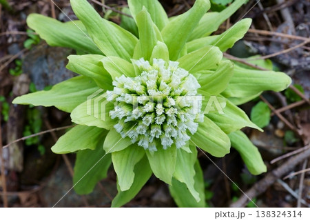 上から見たフキの花 138324314
