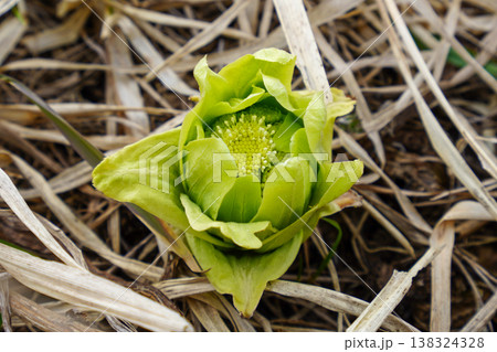 春の便り・とふきのとう（2026年） 138324328