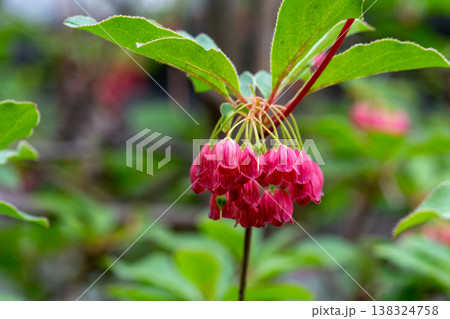 赤いサラサドウダンの花 赤いサラサドウダンの花 138324758