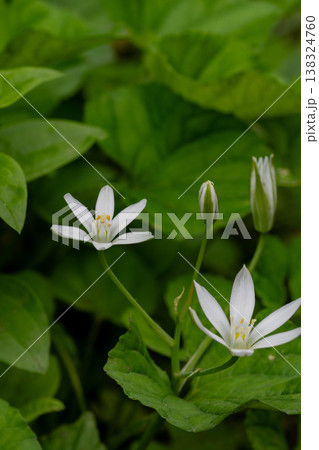春の花畑に咲く白いオーニソガラムの花 138324760