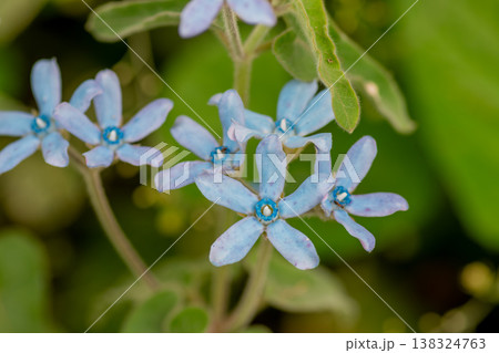 初夏の花畑に咲く青い花　ルリトウワタ 138324763