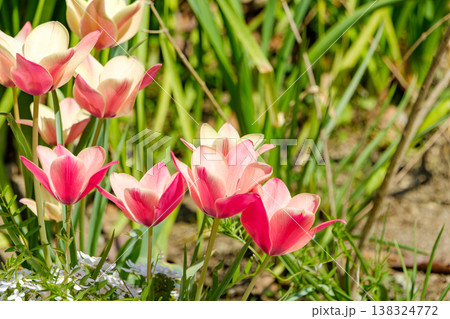 陽光を浴びて輝くピンクと白のチューリップ 138324772