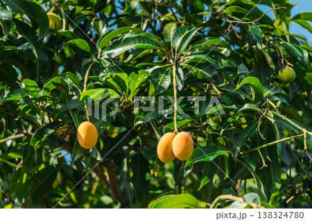 Ripe mango fruits growing on tree with green leaves in tropical garden Koh Samui Thailand Ripe mango fruits growing on tree with green leaves in tropical garden Koh Samui Thailand 138324780