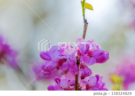 鮮やかなピンクの花が枝を彩るハナズオウ 138324829