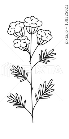 Flower stem with clustered bloom and fernlike leaf drawn in clean contour lines 138325021