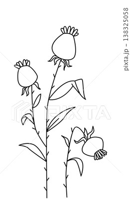 Wildflower stems with seedhead blooms and narrow leaves in clean contour strokes 138325058