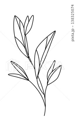 Leaf branch with slender stem and elongated leaves in clean contour line style Leaf branch with slender stem and elongated leaves in clean contour line style 138325074