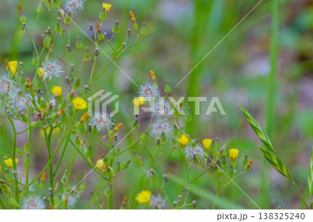 野原に咲くオニタビラコの花と綿毛 野原に咲くオニタビラコの花と綿毛 138325240