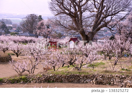 桜咲く里山と赤い鳥居の春風景 138325272