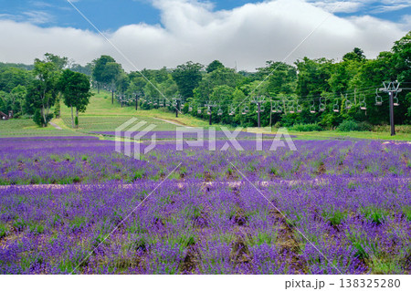 一面に広がるラベンダー畑の美しい風景 一面に広がるラベンダー畑の美しい風景 138325280