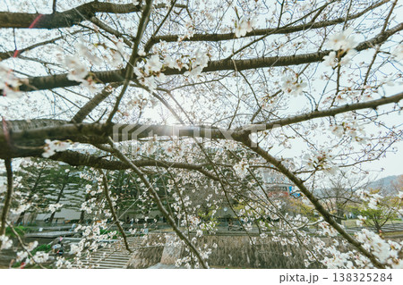 Sakura cherry blossoms 138325284