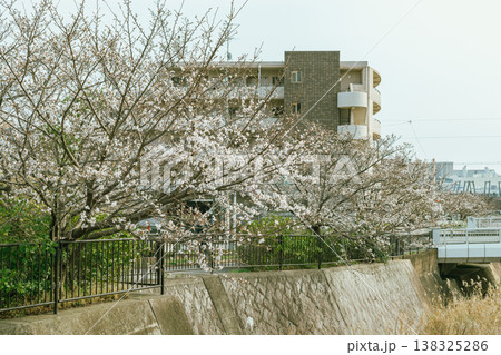 Sakura cherry blossoms 138325286