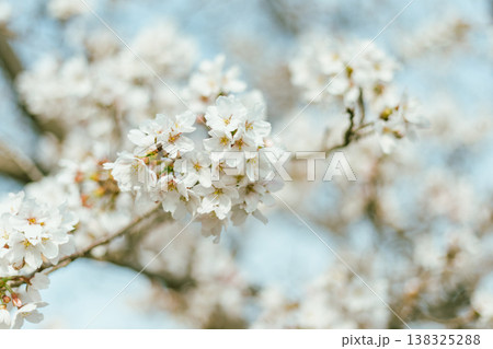 Sakura cherry blossoms 138325288