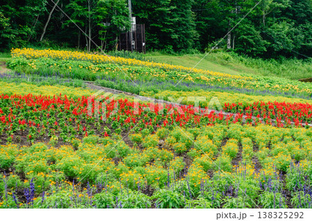 たんばらラベンダーパークに広がる花畑の風景 たんばらラベンダーパークに広がる花畑の風景 138325292