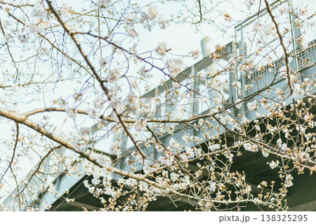 Sakura cherry blossoms Sakura cherry blossoms 138325295