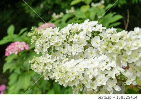 満開に咲き誇る白いカシワバアジサイの花束 満開に咲き誇る白いカシワバアジサイの花束 138325414