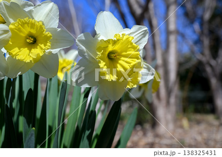 水仙の花 138325431